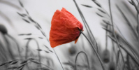 Poppy Logo