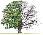 English Oak